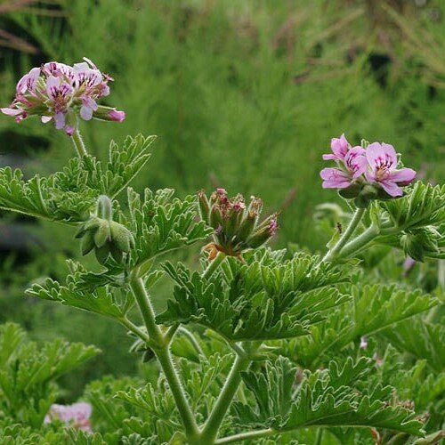 Етерично масло от Гераниум (Pelargonium graveolens) 10 мл.