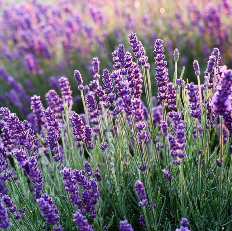 Етерично масло от Лавандула (Lavandula Angustifolia) 10 мл.