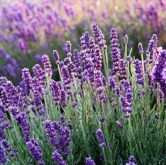 Етерично масло от Лавандула (Lavandula Angustifolia) 10 мл.