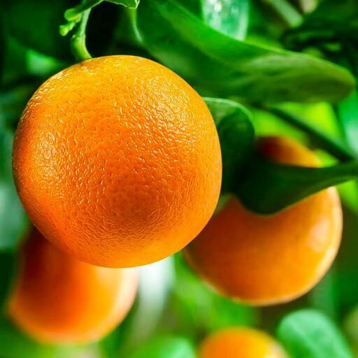 Етерично масло от Портокал (Citrus sinensis) 10 мл.